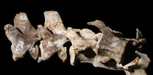 Lendenwirbel des Hundes mit Aufprallspuren