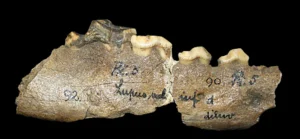 Fragmentierter Unterkiefer eines großen Hundes, Oberpaläolithikum, Goyet-Höhle (Belgien), Royal Belgian Institute of Natural Sciences