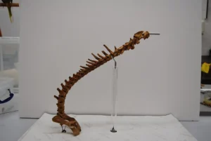 Wirbelsäule des Hundes
Corinium Museum