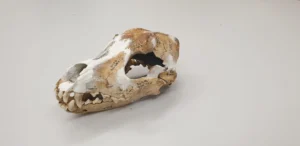 rekonstruierter Schädel des Hundes von Cirencester
Corinium Museum