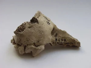 Oberkieferknochen eines Hundes vom Kesslerloch,
(© Hannes Napierala, Universität Tübingen) 02