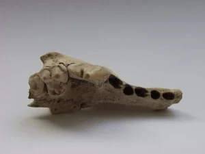 Oberkieferknochen eines Hundes vom Kesslerloch,
(© Hannes Napierala, Universität Tübingen) 03