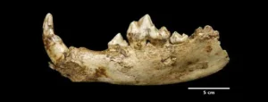 Unterkiefer von medial/lingual
(Bild: J. Vogel, LVR-Landes Museum Bonn)