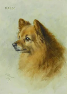 Fairman,Frances C. (1836-1923), 1897 Queen Victoria’s Spitz Marco