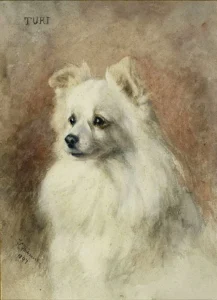 Fairman,Frances C. (1836-1923), 1897 Queen Victoria’s Spitz Turi