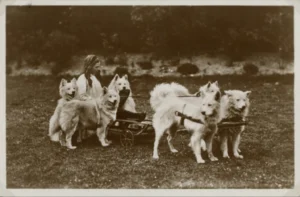 Hunde an Schlitten mit unterlegter Radachse, ca. 1910
Quelle Albert-Heim-Stiftung