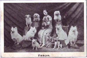 1938 Tivoli, Tanye - Hundezirkus - alte Postkarte - Estland