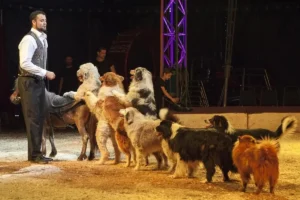 2019 Moskauer Zirkus, Hundedressur Robano Kübler