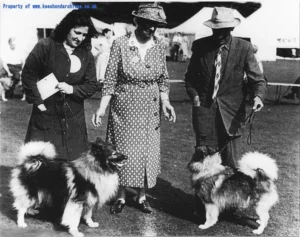 Mrs Wingfield Digby richtet 1958 auf der Bournemouth Show